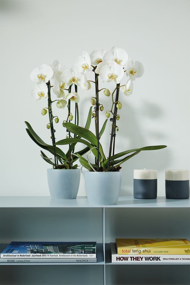 Brussels Orchid 12,5