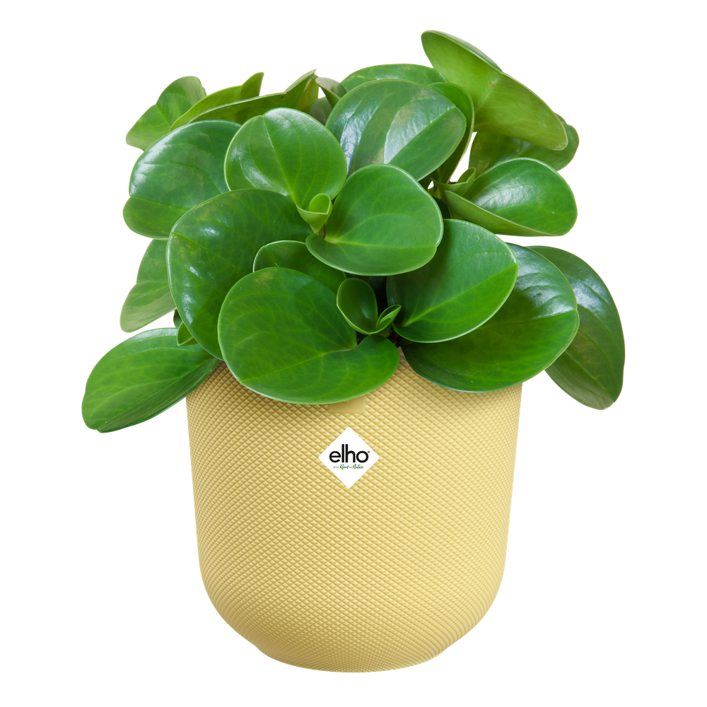 Jazz Round 16
