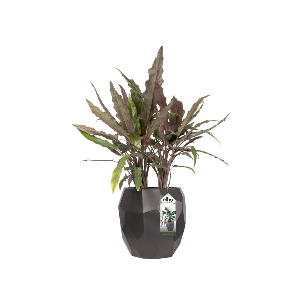 Pure Edge 40