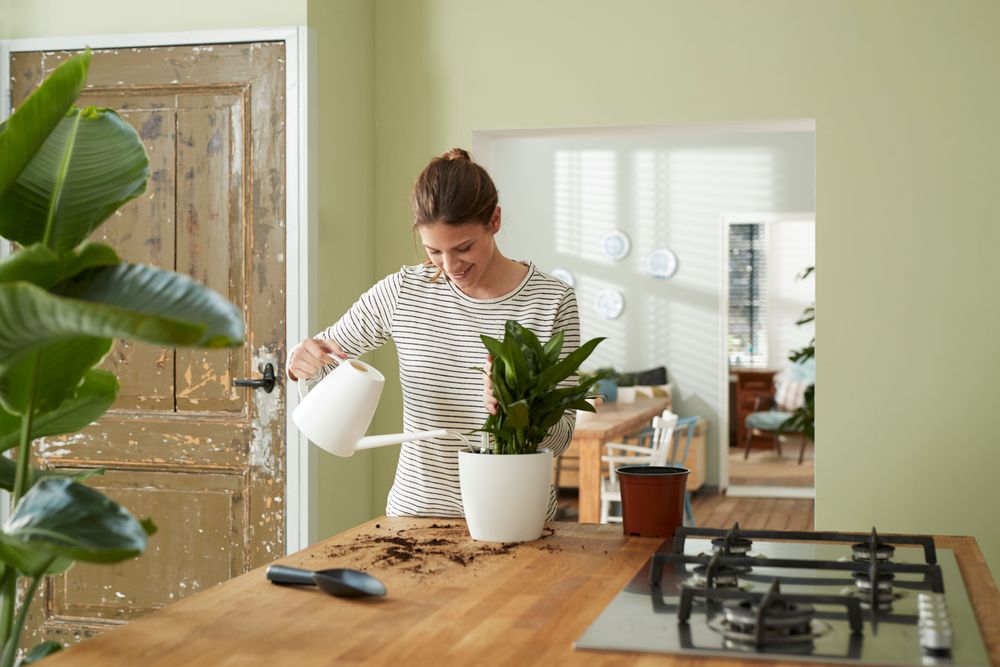 Self-watering Insert 15