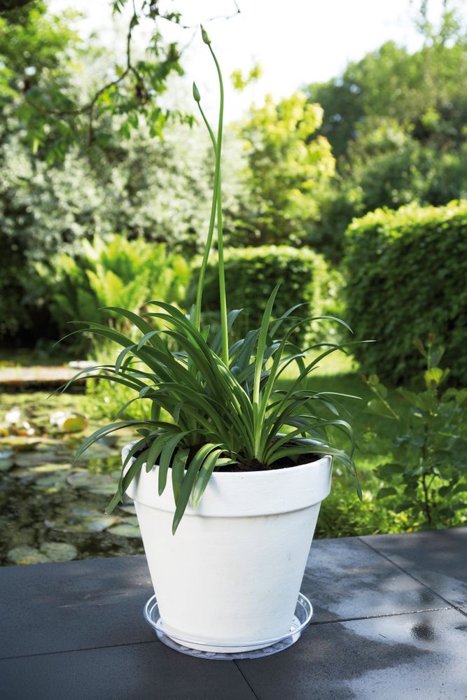Uni-saucer Round 42