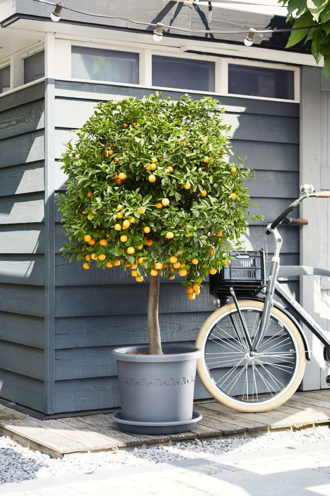 Universal Saucer Round 21